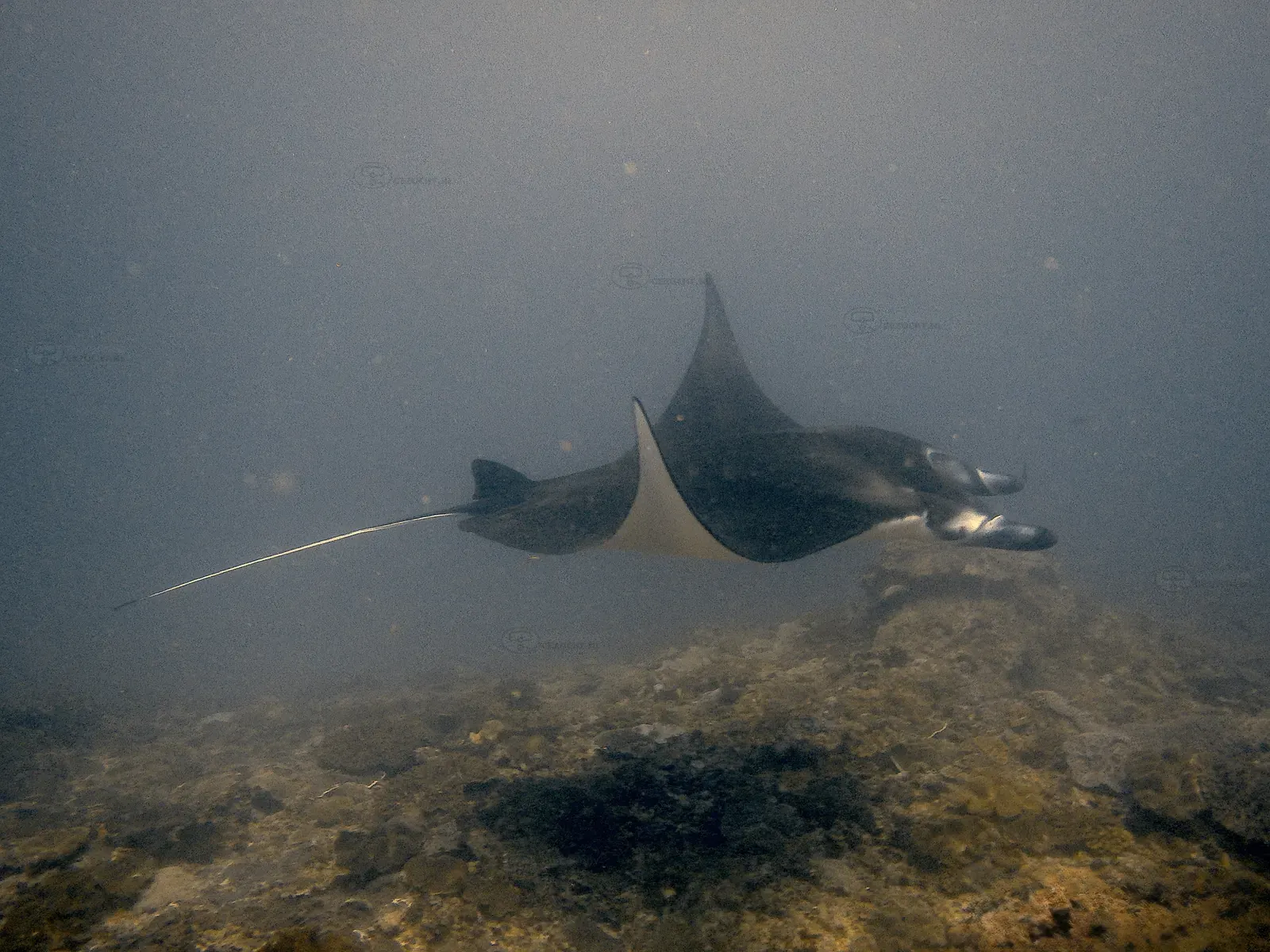 Manta bay